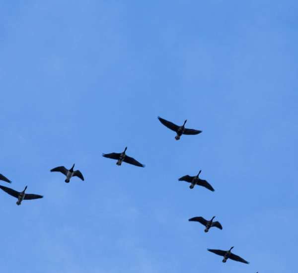 A new tool predicts where birds will migrate based on the weather.